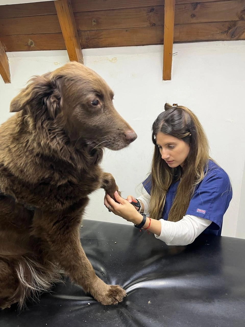 Microscopio veterinario laboratorio