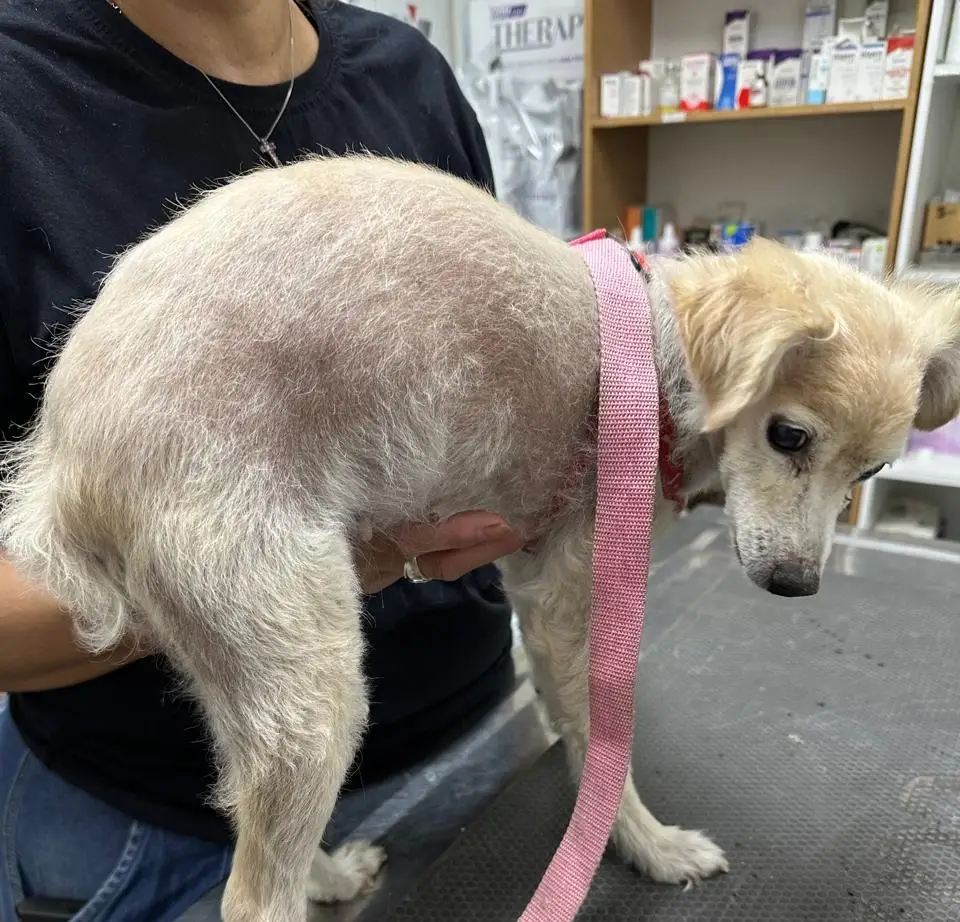 Tubos de ensayo análisis sangre